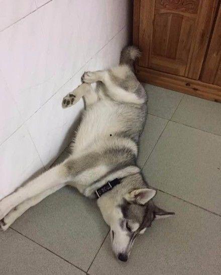 哈士奇海绵爆料视频播放,萌宠搞笑瞬间大盘点  第3张